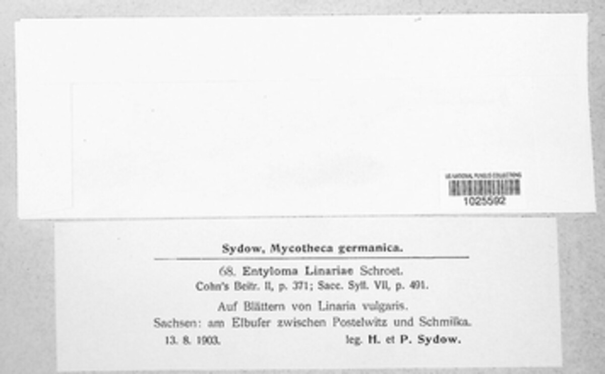 Entyloma linariae image